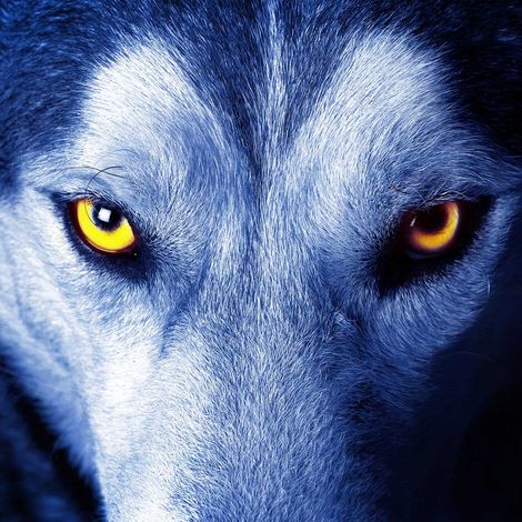 Tableau deco loup regard jaune - 50x50 cm (1/5)