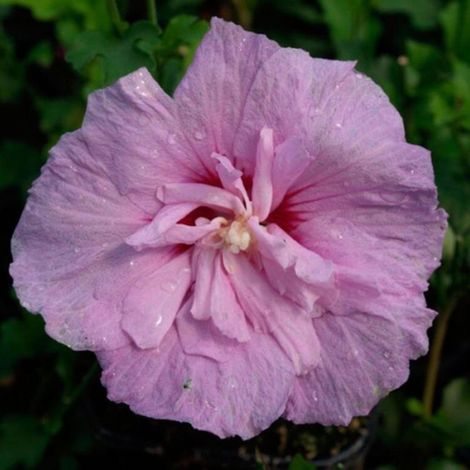 Hibiscus de Syrie Lavendel Chiffon - Hibiscus syriacus lavendel chiffon 40/60 cm Pot 3L (1/5)