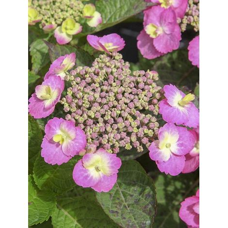Hortensia 'Flair & Flavours' Cotton Candy Pot de 4L/5L (1/2)