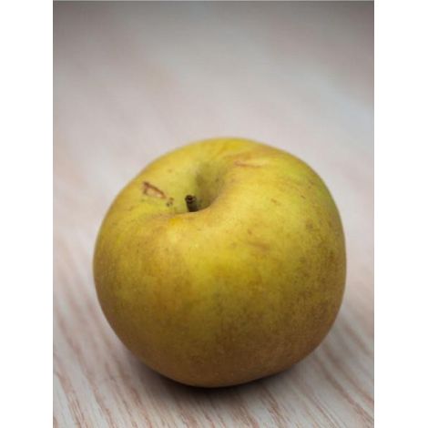 Pommier 'Reinette Grise du Canada' Pot de 7,5L/10L, Gobelet (1/3)