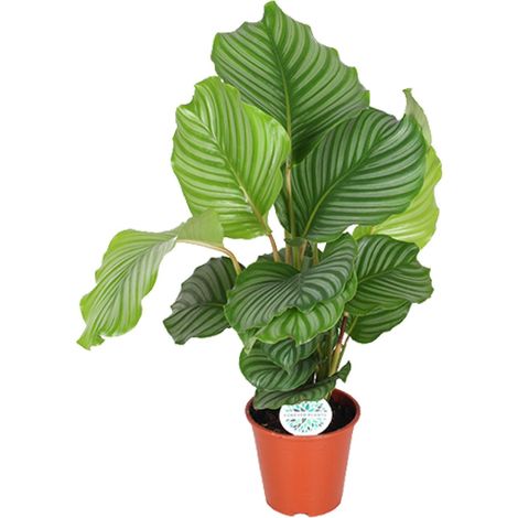 Calathea Orbifolia - Plante d'Intérieur Décorative - Feuilles Argentées - Pot Ø17 cm - 60 cm - PANGIVO (1/4)