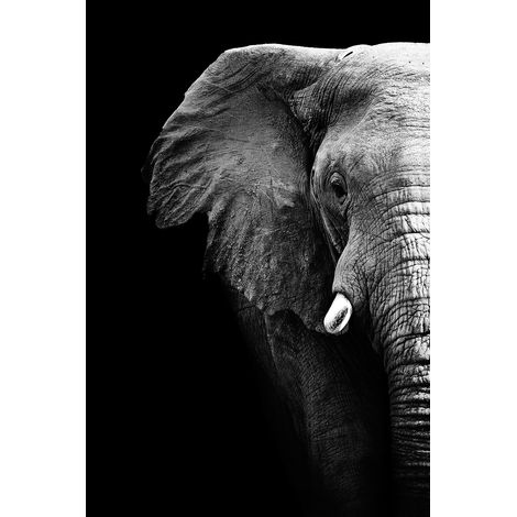Tableau photo éléphant Toile imprimée (1/5)