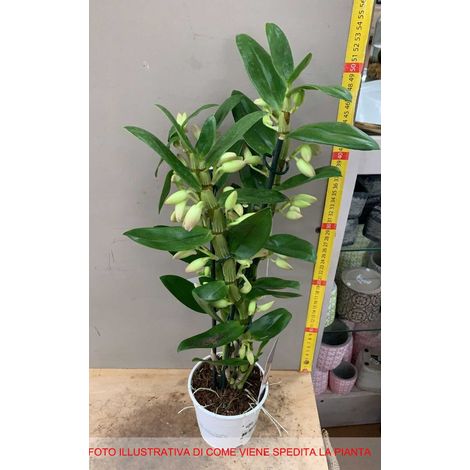 1 PIANTA DI ORCHIDEA DENDROBIUM FUCSIA O BIANCA ASSORTITA IN VASO 12CM