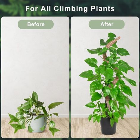 Lot de 2 tuteurs flexibles de 71 cm (28 pouces) pour plantes Monstera, tuteurs pour plantes grimpantes d'intérieur, tuteurs robustes pour grands pots de fleurs. (1/2)