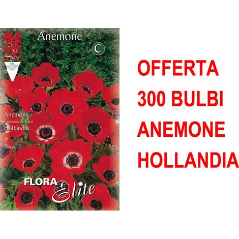 OFFERTA 300 BULBI ANEMONE HOLLANDIA BULBS BULBES