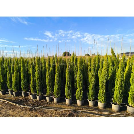 Totem Cypres Italien 150-160 CM Cupressus Sempervirens - (1/5)