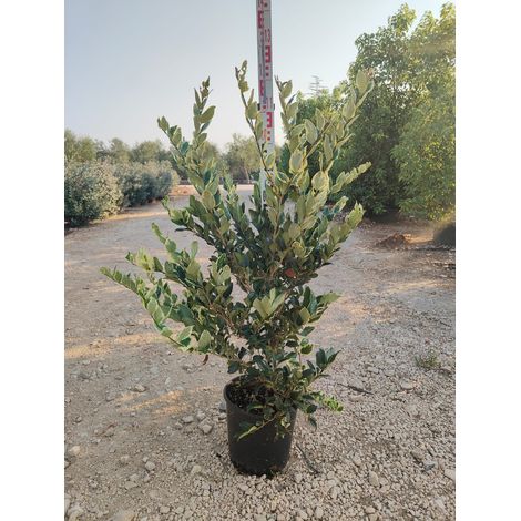 Troène Ligustrum Japonicum Texanum Pot 24 cm Persistant Panaché (1/3)
