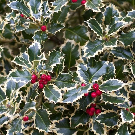 ILEX AGRIFOGLIO AQUIFOLIUM ARGENTEA MARGINATA VASO 17CM