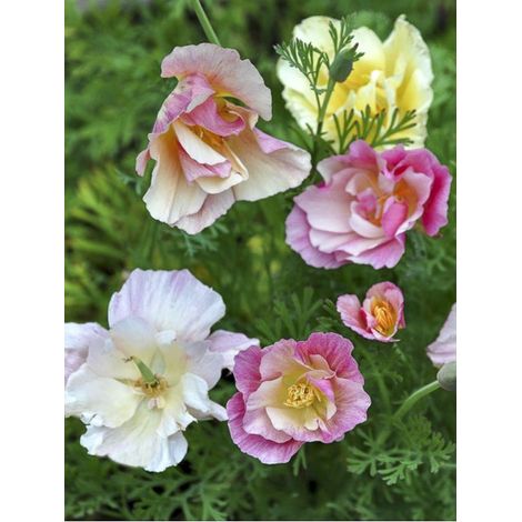 Pavot de Californie 'Bridal Bouquet Mix' le sachet de 200 graines (0,3g) (1/2)