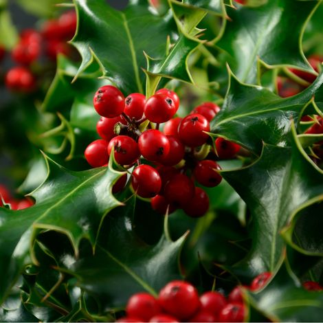 Houx de Meserve Blue Prince - Ilex meserveae Blue Prince 40cm en pot (1/4)