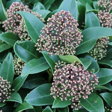 Skimmia du Japon 'Fragrant Cloud' - 30-35 cm pot
