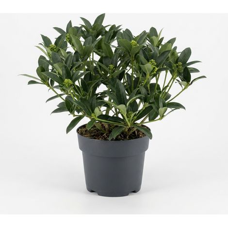 Bloomique - Skimmia japonica 'White Globe' - Arbuste - Plante de jardin - Boutons floraux verts - Rustique - Persistant - Convient également à l'ombre - Hauteur 25-30 cm - Pot 19 cm (1/4)