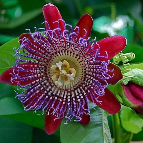 Passiflora Quadrangularis pianta in vaso Ø14 cm con canna h. 150 cm circa (1/5)
