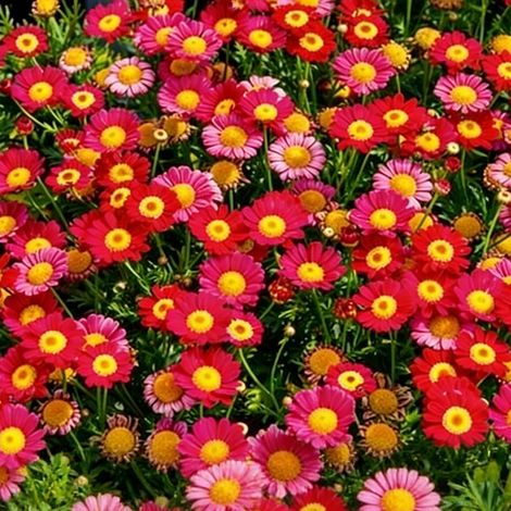 2 000 graines de marguerites rouges — Graines de fleurs naturellement parfumées, idéales pour la plantation au jardin (engrais gratuit inclus) (1/5)