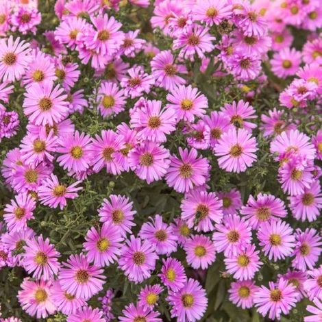 2000 Graines de petites marguerites violettes – Floraison Abondante – Non-OGM – Convient pour le jardin, le balcon et les pots – Décoration de jardin extérieure – Prairie de fleurs sauvages (1/4)