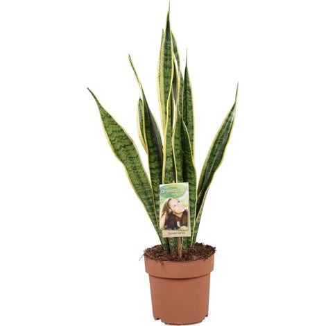 Sansevieria Trifasciata Laurentii - Plante Serpent Purificatrice d'Air - Ø17 cm - Hauteur 60 cm - PANGIVO (1/4)