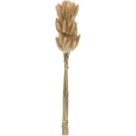 50 Pièces Bouquet de Fleurs Séchées Naturelles Couleurs Crues pour Décoration Mariage Herbe Queue de Lapin (1/4)