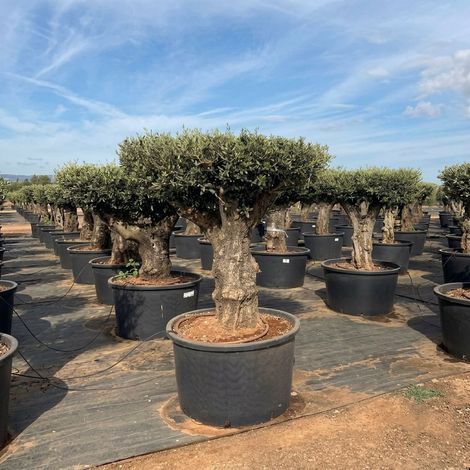 Ulivo Olivo Olea Europea a "Disco" in mastello da 230 litri