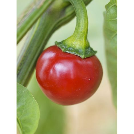Piment 'Red Cherry Small' le sachet de 20 graines (1/2)