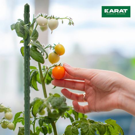 Lot de 10 Tuteurs pour Plantes grimpantes, tomates, concombres, framboises ou Fleurs Epaisseur : 11 mm Longueur : 150 cm (1/5)