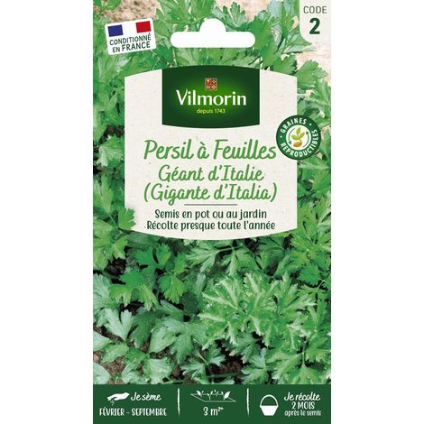 Persil Commun Géant d'Italie (1/5)