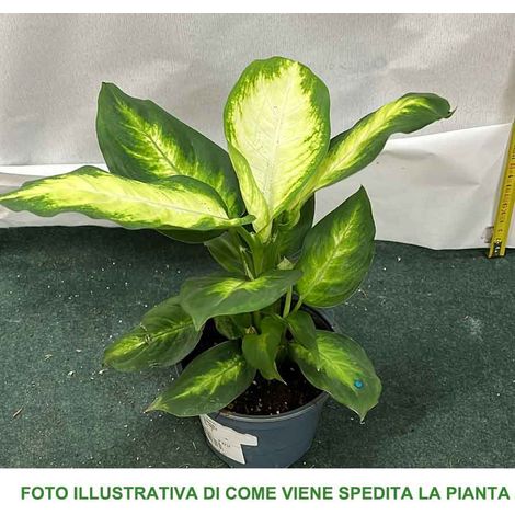 DIEFFENBACHIA CAMILLA VASO 12CM