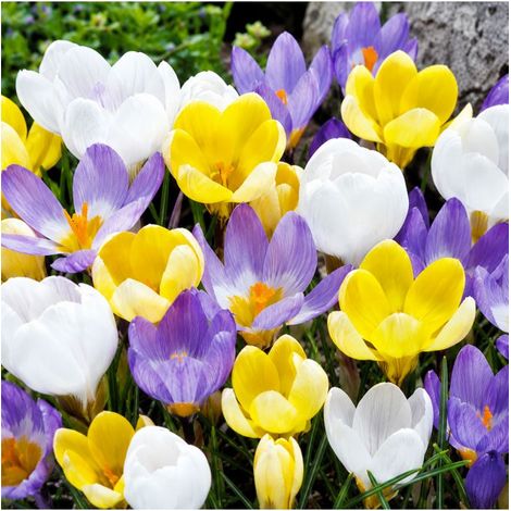 Crocus botaniques Sgaravatti 15 bulbes en mélange, floraison précoce idéale pour massifs et rocailles - 618022 (1/3)