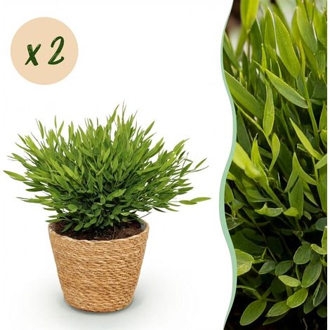 Lot de 2 Plantes d'Intérieur Bamusa Pogonatherum Monica Herbe de Bambou avec Panier Vert 20 cm - PANGIVO (1/5)