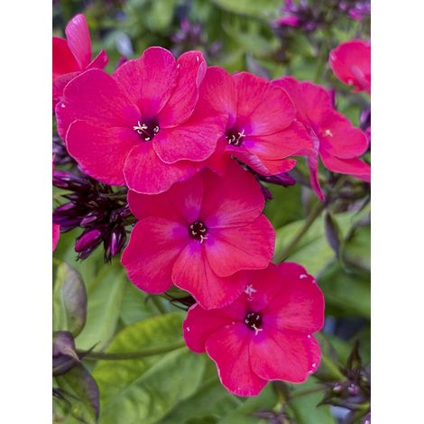 Phlox 'Famous Cerise' Pot de 1,5L/2L (1/2)
