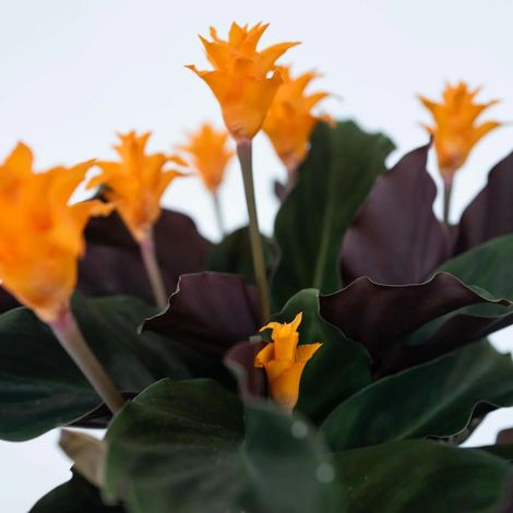 CALATHEA CROCATA TASSMANNIA IN VASO DA 14CM (1/2)