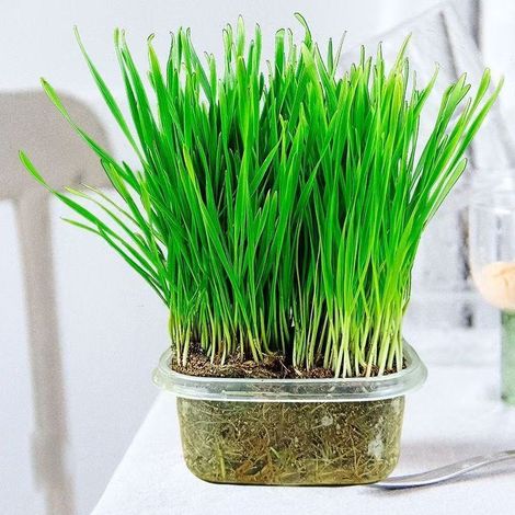 Mini-paquet de 3 sachets de graines d'herbe à chat pour le jardinage domestique (1/3)