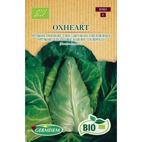 Graines Chou cabus blanc Coeur de Boeuf OXHEART
