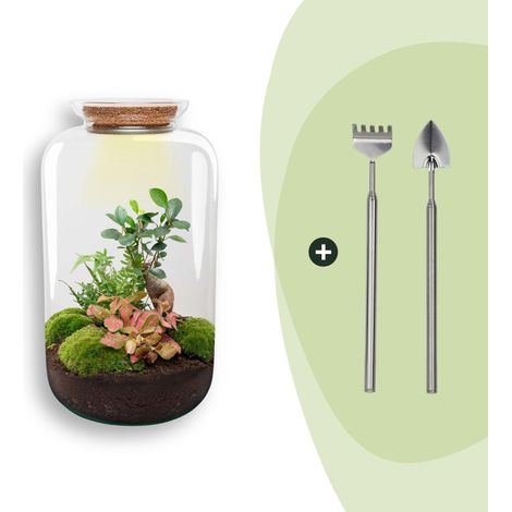 Terrarium DIY avec Éclairage LED Kit Complet Écosystème Autonome Ficus Ginseng H 43 cm - PANGIVO