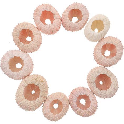 Set mit 10 natürlichen Seeigelschalen für die Innen- und Festtagsdekoration, im Topf für Luftpflanzen – 6,00 x 5,00 x 2,50 cm – Farbe zufällig (1/4)
