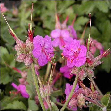 Géranium à grosses racines Ingwersen's Variety/Lot de 9 godets