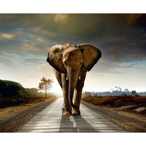 Elephant, photo murale intissée, 360x270 cm, 4 parts (1/3)
