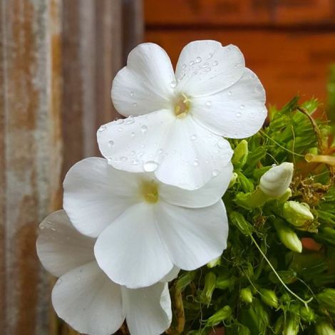 3 Phlox 'White Delight'