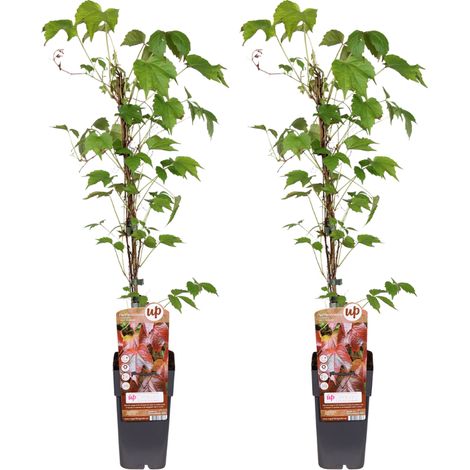 Vigne Vierge Parthenocissus Tricuspidata Veitch Boskoop - Lot de 2 - Pot Ø15cm - H65cm - PANGIVO