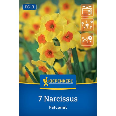 Kiepenkerl Herbstblumenzwiebel Tulpen Falconet 7 Stück (1/2)