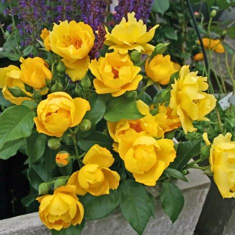 Gardenaria Rosa 'Lemon Fizz' - Rosa da giardino - Altezza: 30/40 cm (vaso19) (1/5)