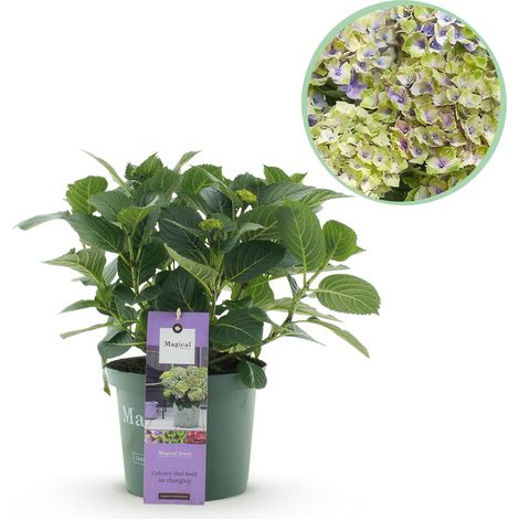 Hortensia Hydrangea Magical Jewel Blue - Plante de Jardin et Terrasse - Bleu - Pot 23 cm - 55 cm - PANGIVO (1/5)
