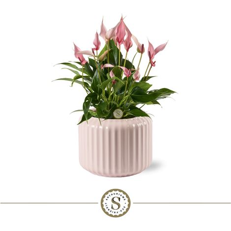 Cache-pot en Céramique Rose Pastel avec Plante Anthurium, Pot Côtelé Brillant 16 x 40 cm - PANGIVO (1/2)
