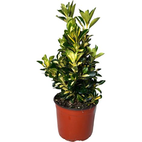 Gardenaria Evonimo - Euonymus japonicus 'Elegantissimus Aureus' - Arbusto ornamentale da giardino - Altezza: 40/60 cm (vaso19) (1/2)