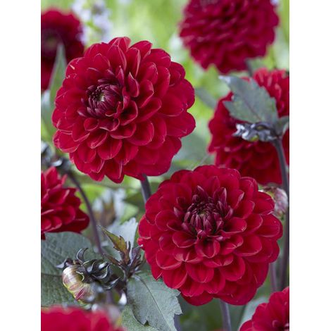 Dahlia décoratif 'Seniors Love' Bulbe calibre I