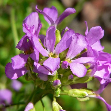 4 x Arabette de Californie - Arabis blepharophylla  - godet 9x9 (1/4)
