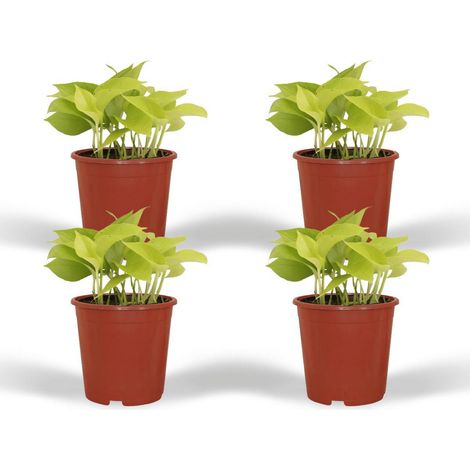 Epipremnum Golden Pothos Plante d’Intérieur Facile à Entretenir Feuillage Panaché Vert et Jaune Lot de 4, 12 cm - PANGIVO (1/5)