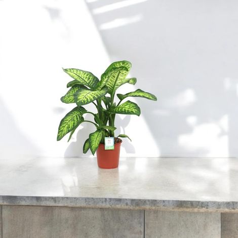 Gardenaria Dieffenbachia seguine 'Lemon tropic' - Pianta da interno ornamentale - Altezza: 80 cm (vaso 24) (1/4)