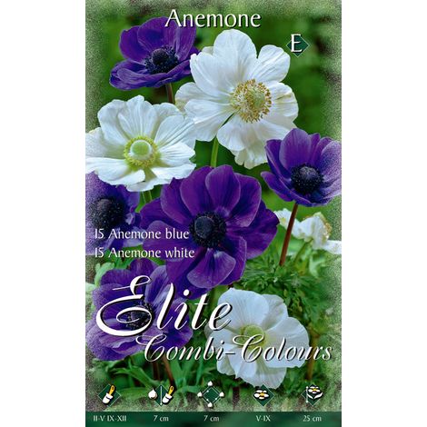 OFFERTA 60 BULBI ANEMONE DE CAEN MIX BLU E WHITE BULBS BULBES