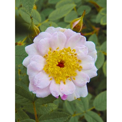 Rosier moderne 'Belgian Lace' Pot de 4L/5L