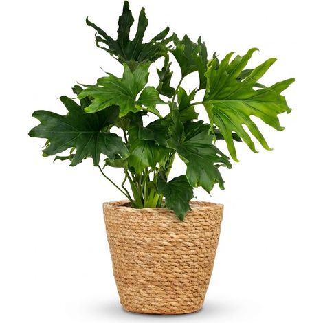Plante d'intérieur Philodendron Lickety Split avec Panier Naturel, Vert, 70 cm, Pot 19 cm - PANGIVO (1/5)